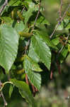 Cherry birch <BR>Sweet birch